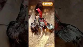Lakha Aseel Murya Breeding 😮 #aseel #aseelmurga #aseelhen #aseelchick #shorts #trendingshorts #viral