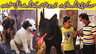 Saddar Sunday Dogs Market Karachi 8-8-2021 || Labrador Retriever Afghan Kuchi Poodle Dogs