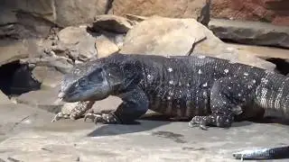 Menagrie of Death - Cape Fear Serpentarium