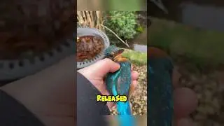 Спасение застрявшего зимородка #шорты #зимородок