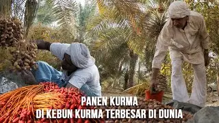 Menakjubkan..! Begini Proses Panen Buah Kurma Di Kebun Kurma Terbesar Di Dunia
