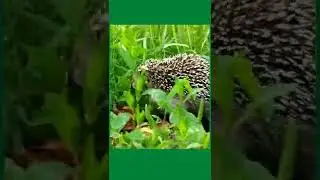 cute animal,#animal #animals #animation #animeedit #animes