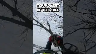 This Tree&rsquo;s Best Moment #ProArboristExtreme#DangerousJobs#Chainsaw#Stihl#TreeClimber