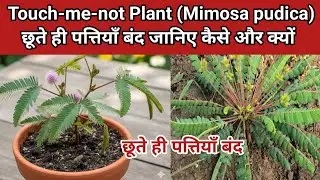 Touch-me-not Plant (Mimosa pudica)   छूते ही पत्तियाँ बंद |जानिए कैसे और क्यों|