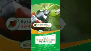 5 &ldquo;CHIẾN BINH&rdquo; Đ&Aacute;NG GỜM TR&Ecirc;N RUỘNG L&Uacute;A #congnghexanhvinhlong #tintuc #nongnghiep #congnghexanh