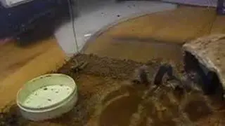 Brachypelma albopilosum vs cricket