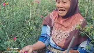 BUKAN BUNGA BIASA!Ini Dia 'ATM Hidup' Warga Sumbersawit dari Kebun Mawar 🌹