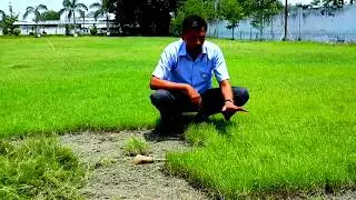 जानिए दूब घास के लान को वर्ष में एक बार छिलना(scraping ) जरूरी क्यों है