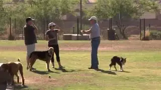 Chandler Dog Parks