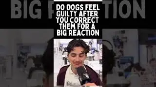 Dog Dogs Feel Guilty When You Correct Them? #dogbehavior