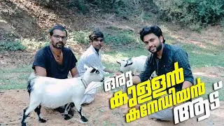 ഒരു കുളളൻ കനേഡിയൻ ആട് 😍😁 | CANADIAN PYGMY GOAT | DWARF GOAT | Media Makkani