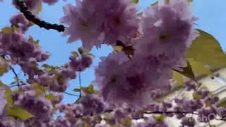 Nature is so beautiful&hellip; #cherry #blossom  #berlin