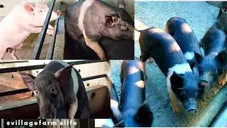 pig farm Assam || Starting a new Pig Farm with 7 pigs || pig farming best profitable business