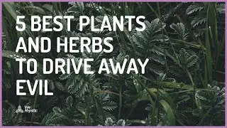5 best plants and herbs to drive away evil