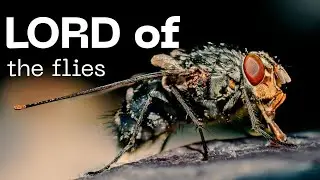 1st DEATH from New World SCREWWORM! The Next Plague/ Pandemic from the lord of the Flies