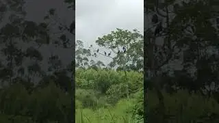 sights sounds of the ibis chill out in natures wildlife|turkey gobble birds insects sounds#viral