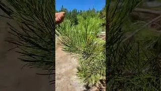Can you identify this pine #tree ? #forestry #sierranevada