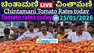 #25/01/2026 #today Chintamani tomato rates #Chintamani tomato market rates #tomato rates #Venu7tv 