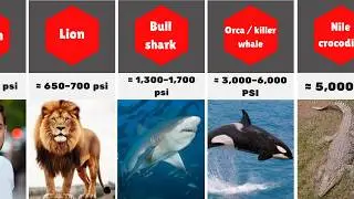 Most powerful animals in the world (Bite force comparison): 3D Comparison | Global Graph