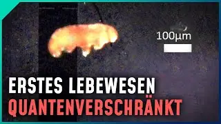 Warum Forschende ein B&auml;rtierchen quantenverschr&auml;nkt haben