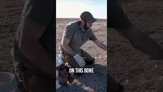 Coyote Trapping Tips | Fox Lure #shorts