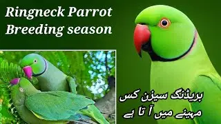Ringneck Parrot breeding season 🦜 | Ringneck Parrot breeding season kab ata he ?