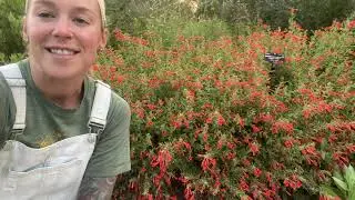 Привлекайте колибри с помощью ORANGE CARPET&reg; Hummingbird Trumpet
