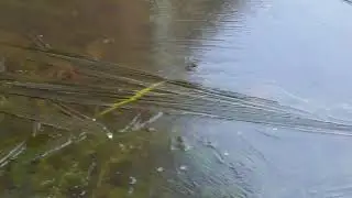 Wijchen 25 januari 2026 dunne ijslaag op de vijver
