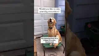 Exposure training is confidence building. ❤️ Dog training 101. 🐩 #dog #dogtraining #dogpsychology