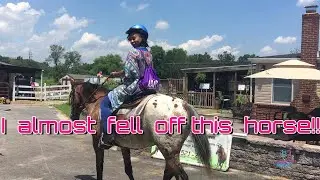 I had a blast at  Cozy Quarters Farm