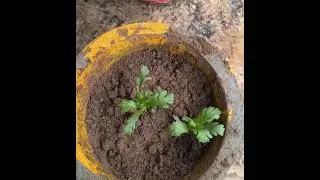 सीजनल प्लांट लगाने का तरीका  signal plant lagane ka tarik plant lagane ka best tarika