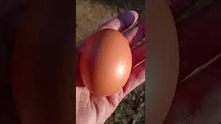 Majesty maran lays chocolate colored egg 😍