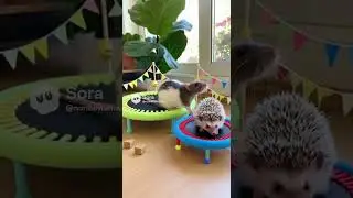 Rat and hedgehog playing trampolineトランポリンをするラットとハリネズミ