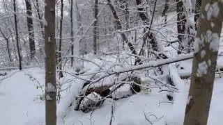 Snowy Days/ Merry Christmas & My Dog Takes Me For A Hike