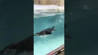 Rani baug byculla zoo / Penguins 😍🔥 #foryou #travel #ranibaug #penguin #bycullazoo #crocodile #zoo