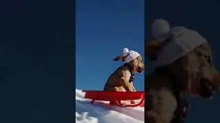 Puppy&rsquo;s Joyful Sled Ride #chatgpt #sora #ai #aiart #shorts #dog