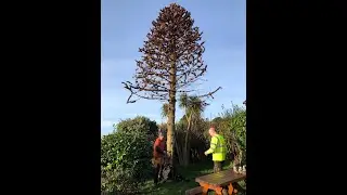 Woodturning Monkeypuzzle - Felling and turning the first live edge bowl from a monkey puzzle tree