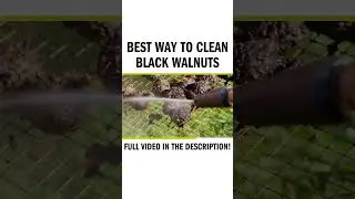 Best Way to Clean Black Walnuts