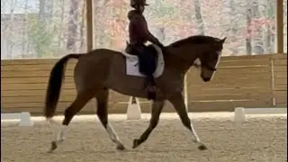 For Sale - Coast - Catch Ridden by Junior to 70%