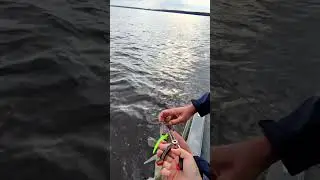 Сегодня это стандарт. Рыбалка с гостем #fishing #shorts #спиннинг