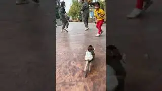 Cute and Funny Monkey - Videos Compilation | Funny Monkeys