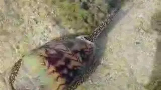 Voluta nobilis