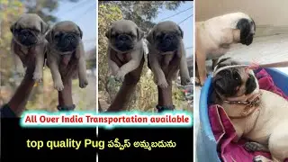 top quality Pug puppies for sale in telugu/8143226849 /aj pets