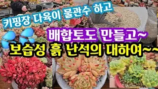올만예 키핑장 다육이 겨울 물관수 하고 배합토도 만들고 쬐끔 보살 폈네유~😂해주고나면 확실히 이뻐져요~ㅋㅋ 😆