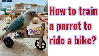 It only takes three minutes to learn how to train a parrot to ride a bike.#parrots
