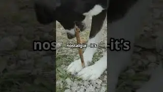 Dog Dilemma: New Toy vs. Old Stick!