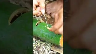 amazing bamboo rat trap