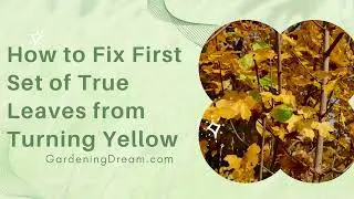 How to Fix First Set of True Leaves from Turning Yellow