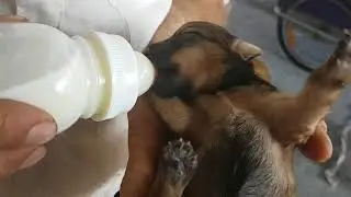 The lucky 3 dogs we found in the trash on my bike touring