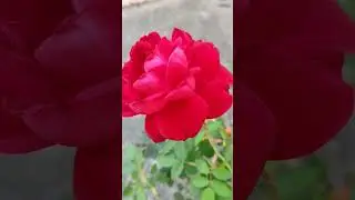 PHOOL GULAB KA #shorts 🌺🌻🌹🌷
